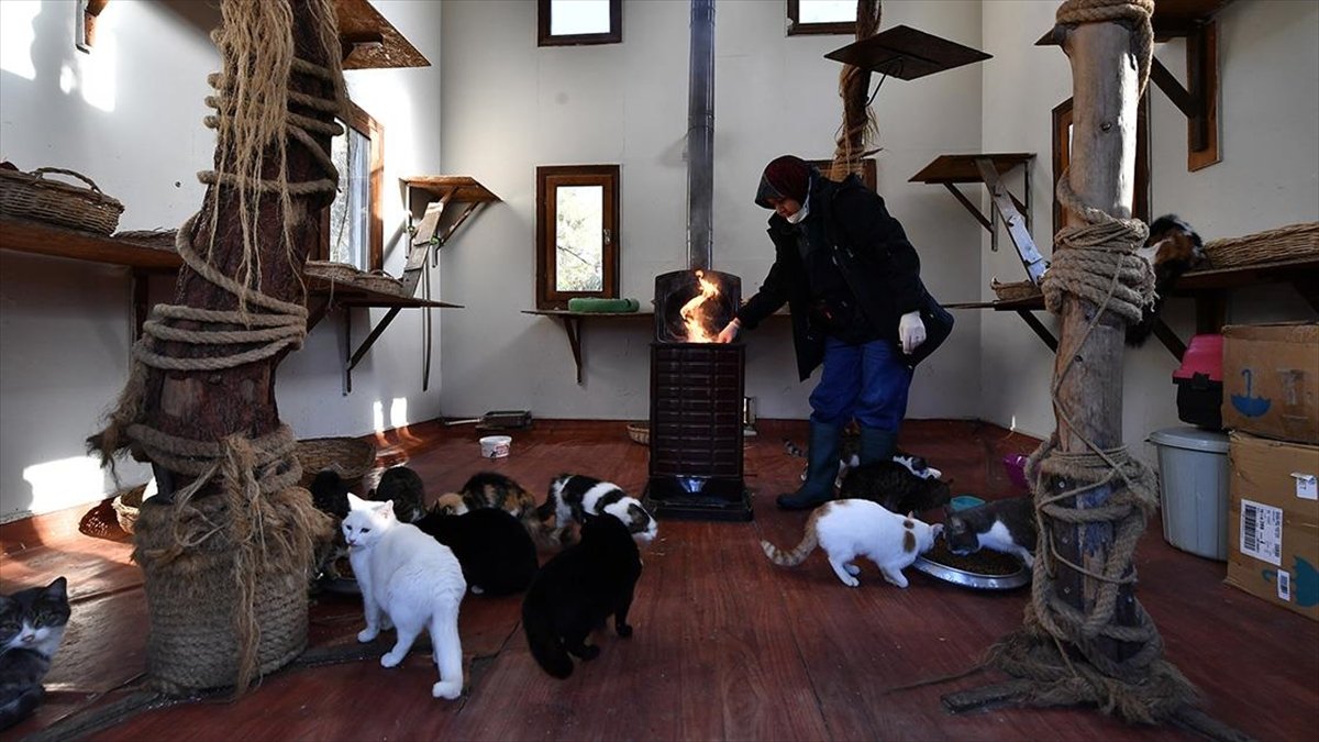 Bursa'daki kedi villalarında sobalar yanmaya başladı