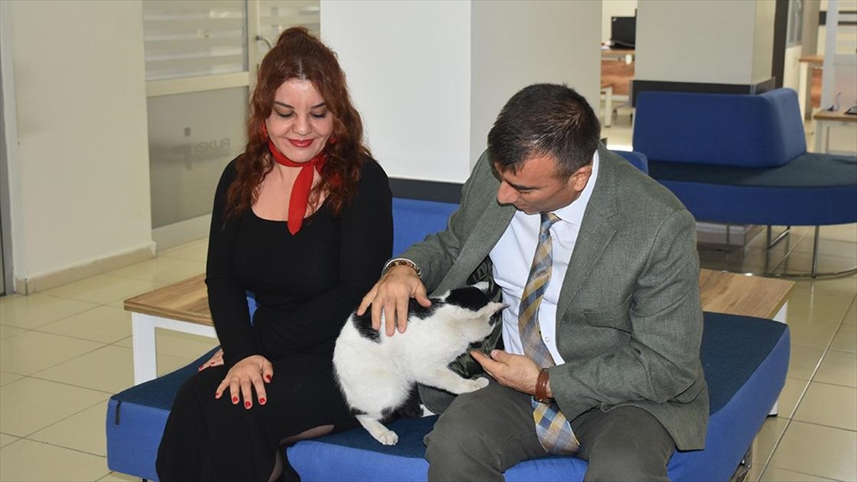 İŞKUR'un maskotu kedi “Aura”yı çalışanlar sahiplendi