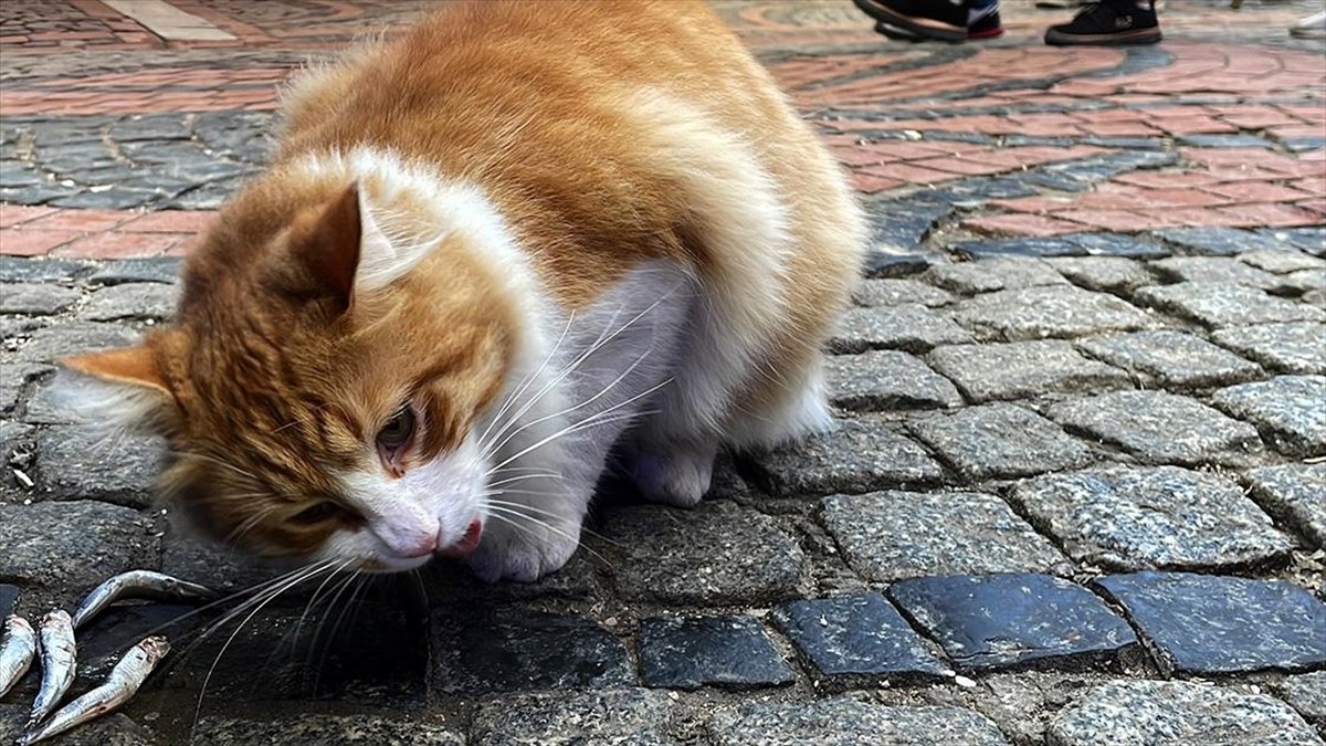 Edirne Balık Pazarı'nın müdavimi sevimli kedi “Limon”, hamsi müptelası oldu
