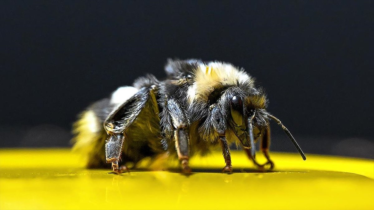 Örtü altı tarımın vazgeçilmezi “bombus arıları” Van'da da yetiştirilmeye başlandı