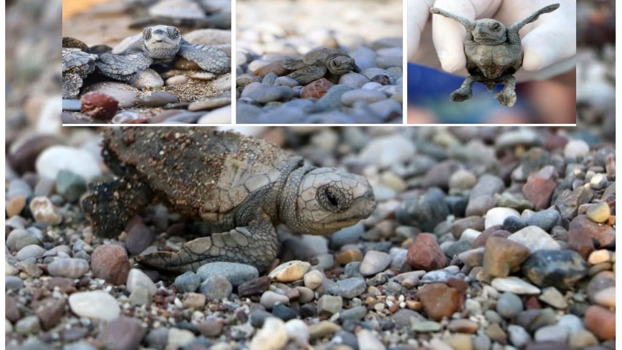 Antalya’da yarım milyona yakın Caretta yavrusu denizle buluştu