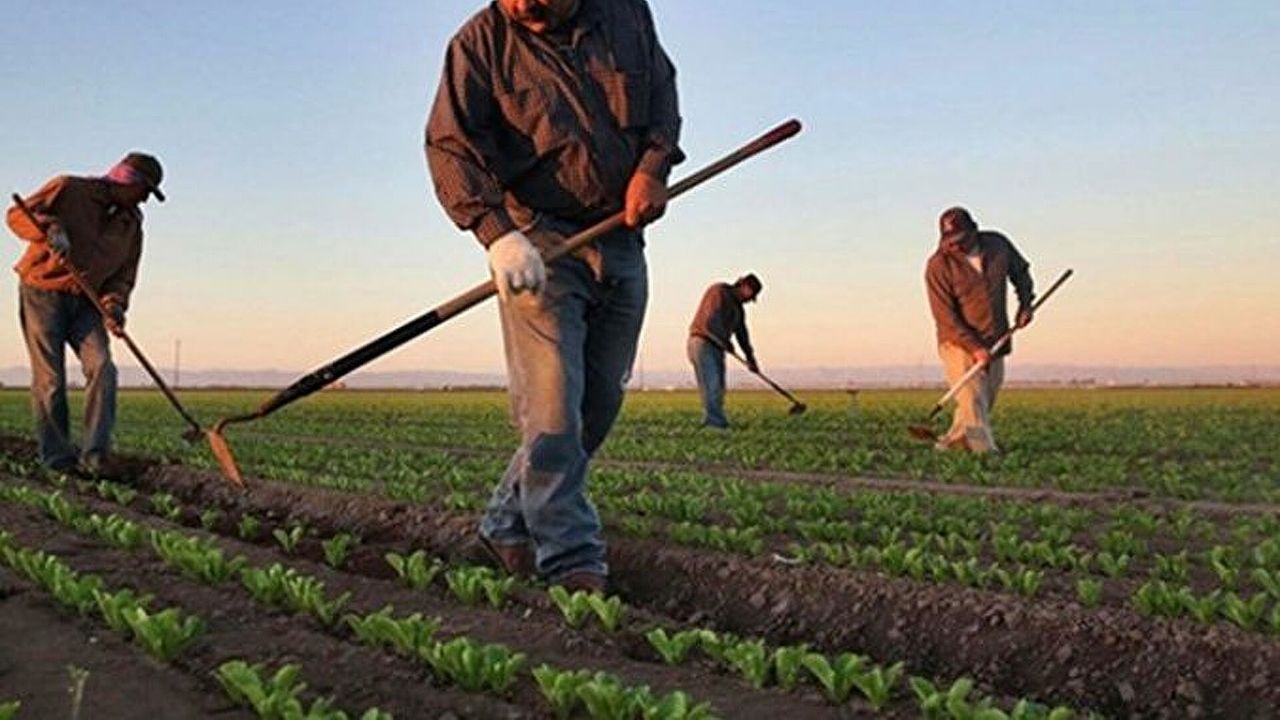 Çiftçilere 255,4 milyon liralık tarımsal destek ödemesi bugün hesaplara yatırılıyor